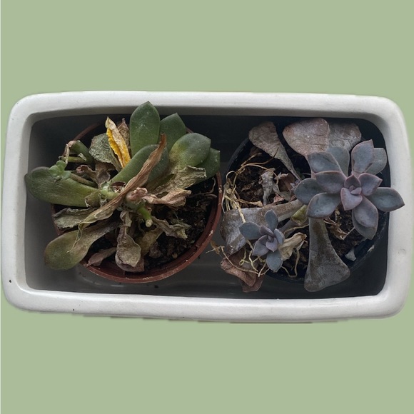 Cute Yellow and White Ceramic Bus Planter - Picture 3 of 4